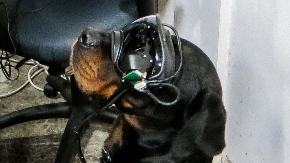 Dog with AR Glasses